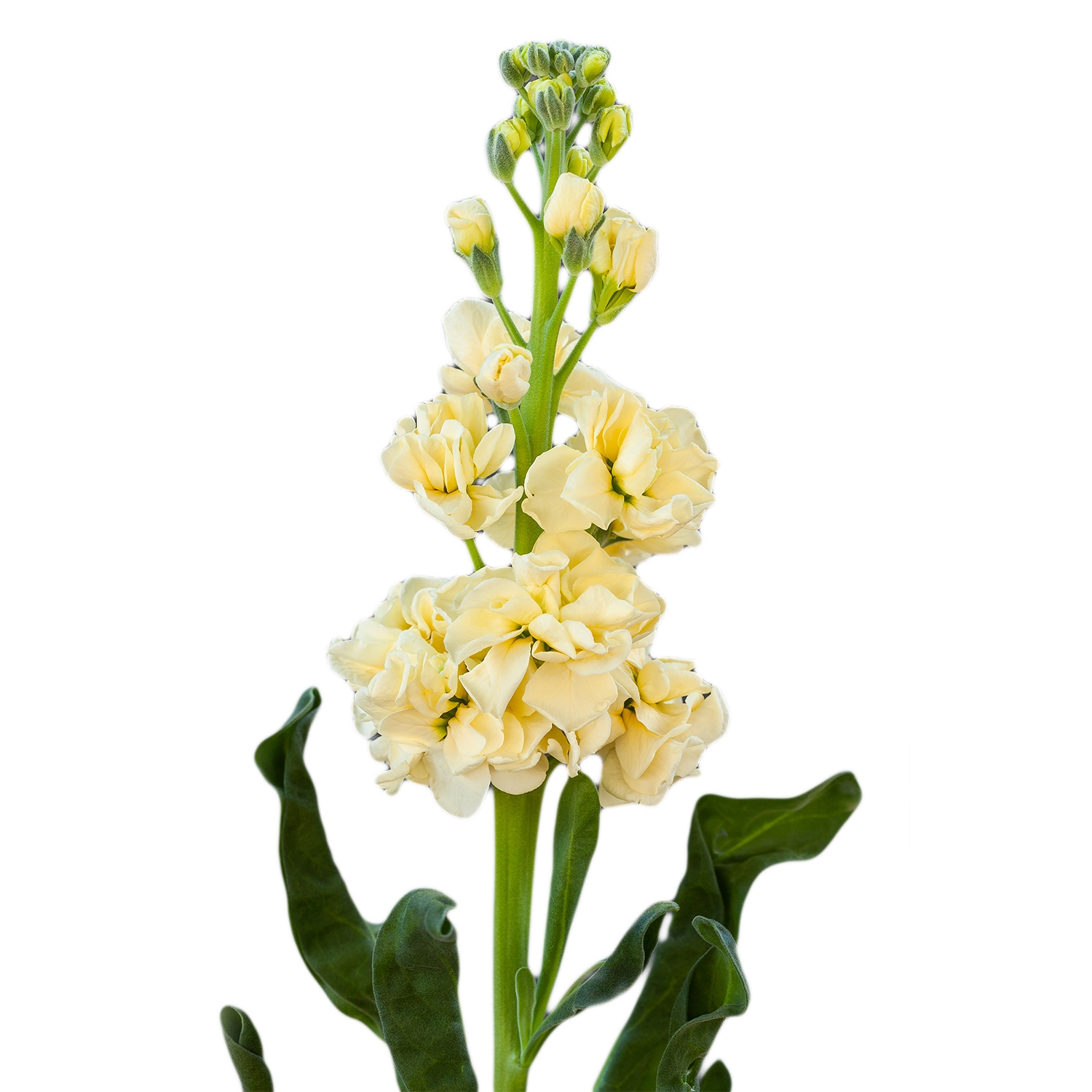 GIROFLEE IRON YELLOW CREAM